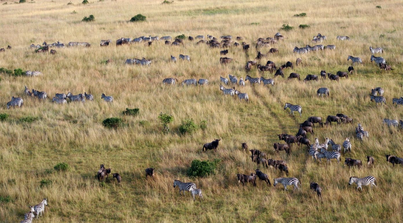 Tierwanderung Masai Mara