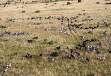 Tierwanderung Masai Mara