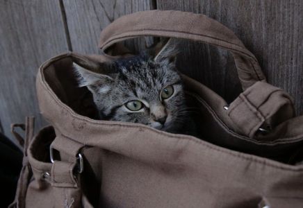 Katze, Tasche, Haustiere