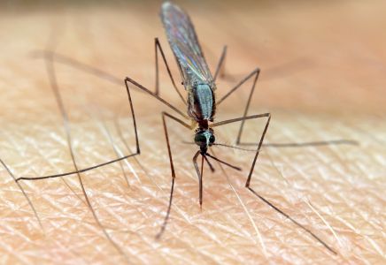 Malaria, Moskito, Mücke, Anopheles, Krankheit